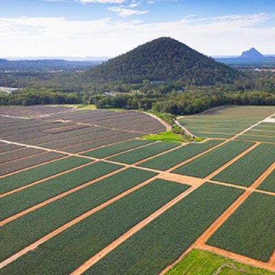 Piñata Farms is a leading pineapple, strawberry and specialty mango producer based in South-East Queensland. (Credit : Piñata Farms)